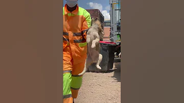 Moroccan Puppies Rounded Up In Marrakech Shortly Before Jill Biden S Visit To Morocco 