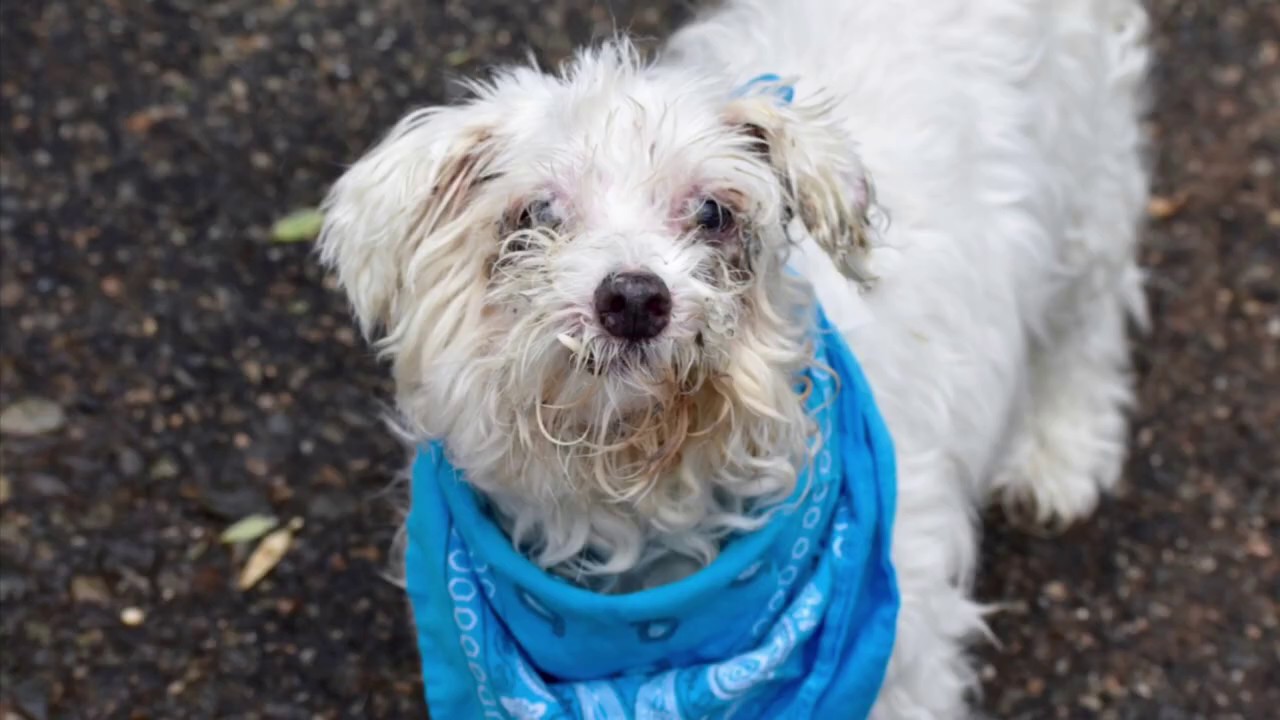 adopt cats long island Dante 78143/Lonely friend/NYCACC