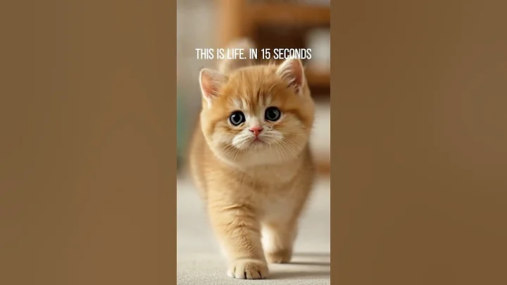 Video 11861281: british shorthair cat kitten, shaded british shorthair kitten, british shorthair golden kitten, breed, pets