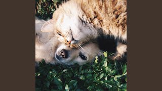 Soothing Currents for Tail-Wagging Comfort