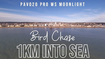 Bird Chase Over Sea 1km FPV 4K (Pavo20 Pro Walksnail Moonlight)