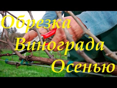 Осенняя обрезка куста винограда под укрытие.