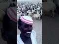 Sheep funny response  shorts sheep funny goats
