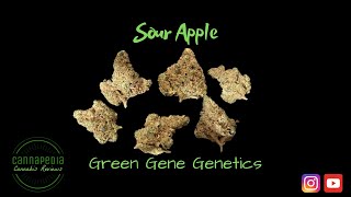 Sour Apple Strain Testbericht - Green Gene Genetics - Cannapedia