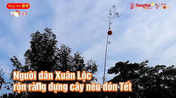 Người dân Xuân Lộc rộn ràng dựng cây nêu đón Tết