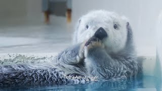 《鳥羽水族館》ラッコのもふもふ毛づくろいメイとキラ  Sea otters grooming