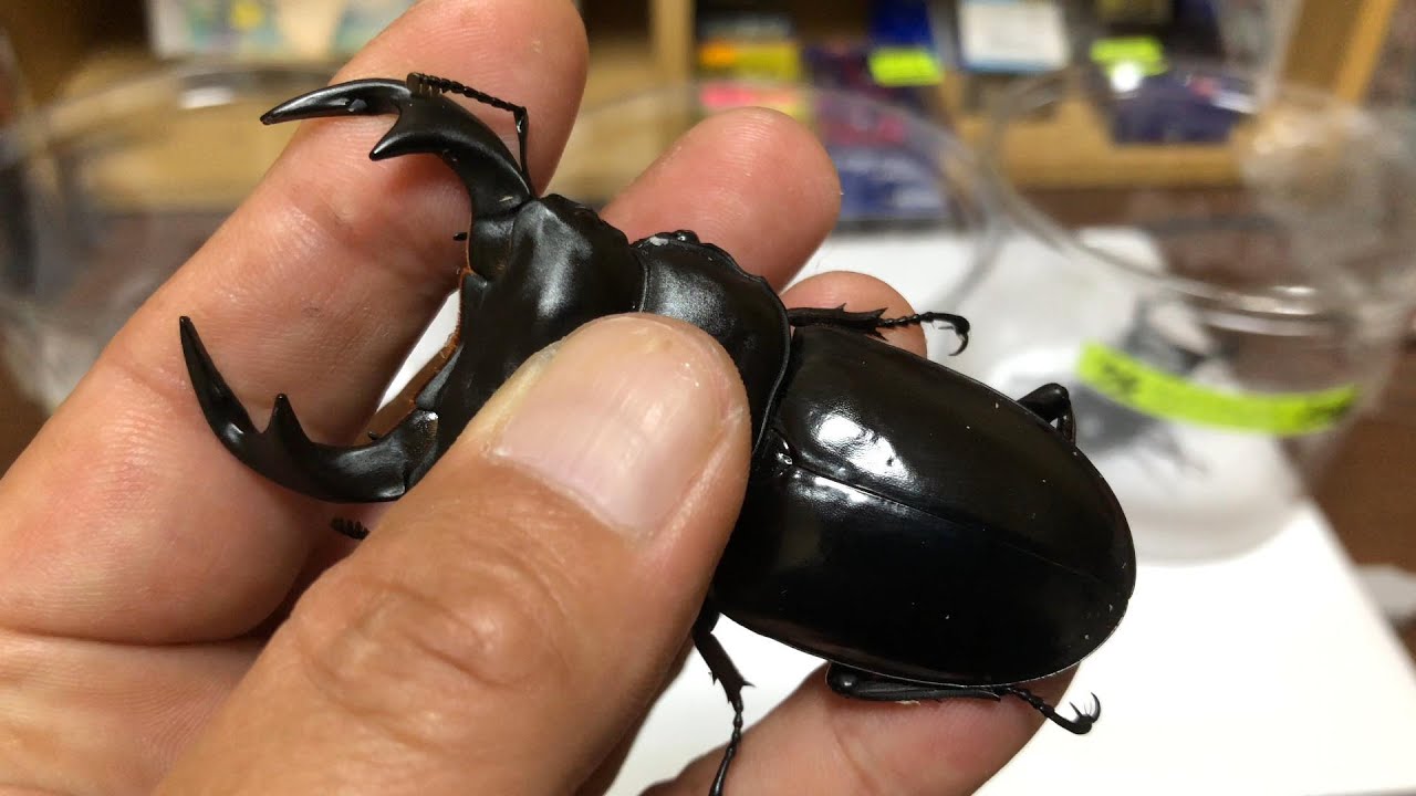 カチン産のアンタエウスが特別視される理由 - YouTube