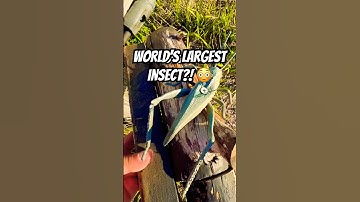 Is this the biggest grasshopper you’ve ever seen? Good thing it’s made of plastic 🦗