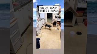 ガチで笑ったwwwww #おもしろ #shorts #funny #いぬ #犬 #爆笑