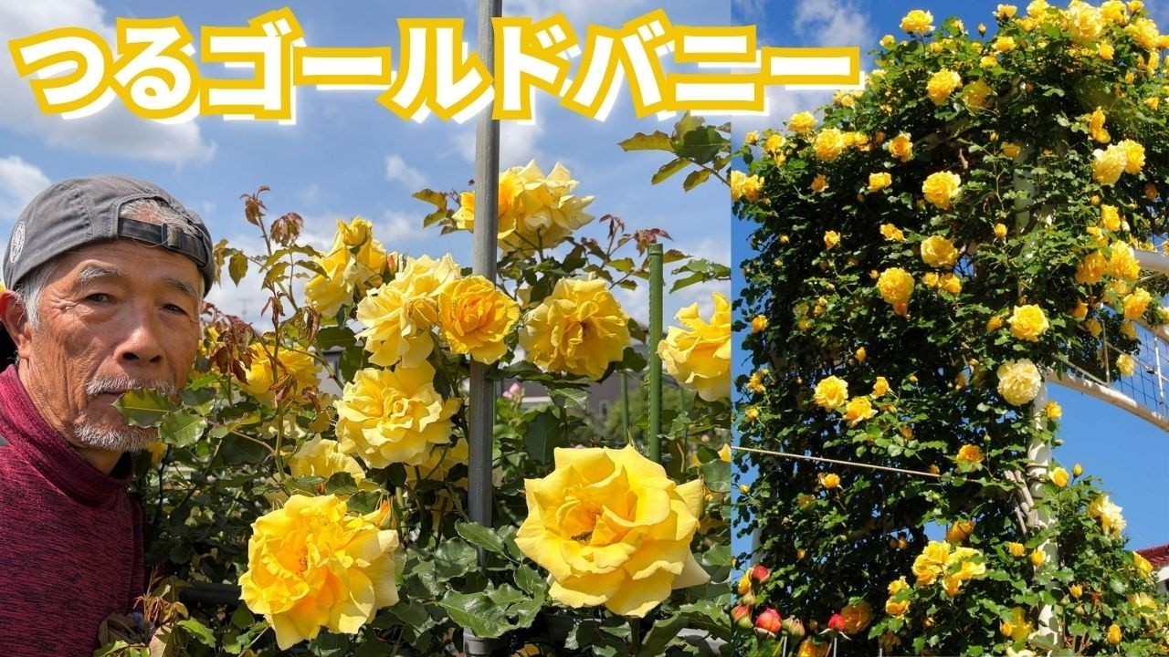 つる ゴールド バニー ｜バラ苗の通販の篠宮バラ園
