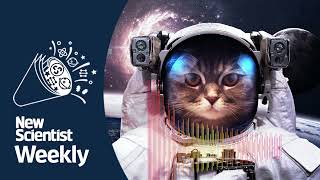 Did Buzz Aldrin put cats on the moon? Google's AI search problem | New Scientist Weekly podcast 252