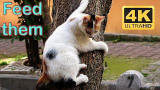 Adorable Cats - Homeless Cats Eat Food And Play screenshot 5