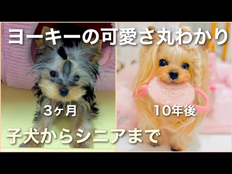 ヨークシャーテリアが子犬からシニア犬になるまで！性格、病気、お