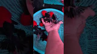 Ready Stock Goldfish Baret Merah Ekor Mawar🔥#goldfish #goldfishindonesia #goldfishtank #ikankoki