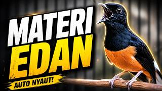 MURAI BATU FULL ISIAN TEMBAKAN MEWAH KRETEKAN KERAS SANGAT AMPUH MELATIH MURAI BATU BONGKAR ISIAN