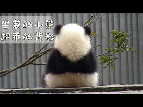 《熊貓早晚安》快報警！這裡有隻飯糰成精了！| iPanda