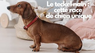 Le teckel nain saucisse : tout ce que vous devez savoir sur cette race de chien unique