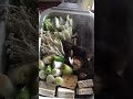 ブルーノ　コンパクトホットプレートですき焼きしました！