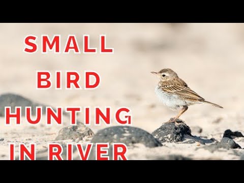 small bird hunting in river. - YouTube