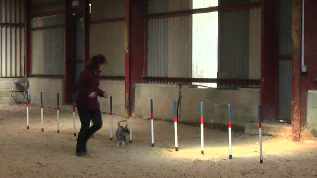 miniature schnauzer agility