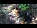 3yr old GSD 3yr old GSD