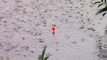 Câu lục ổ ngày trời mưa cá cuốn ô giật đã tay