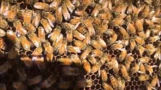 Finding A Virgin Queen In A Successful Hive Split