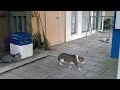 【4K】Walking to sunset at Tateyama, Chiba - slow cat