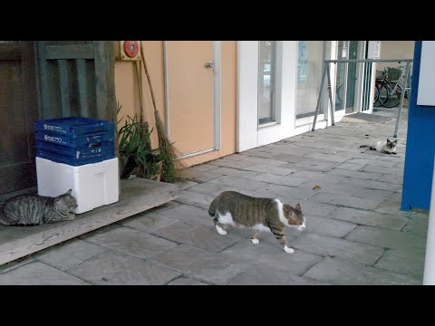 館山の街歩き動画