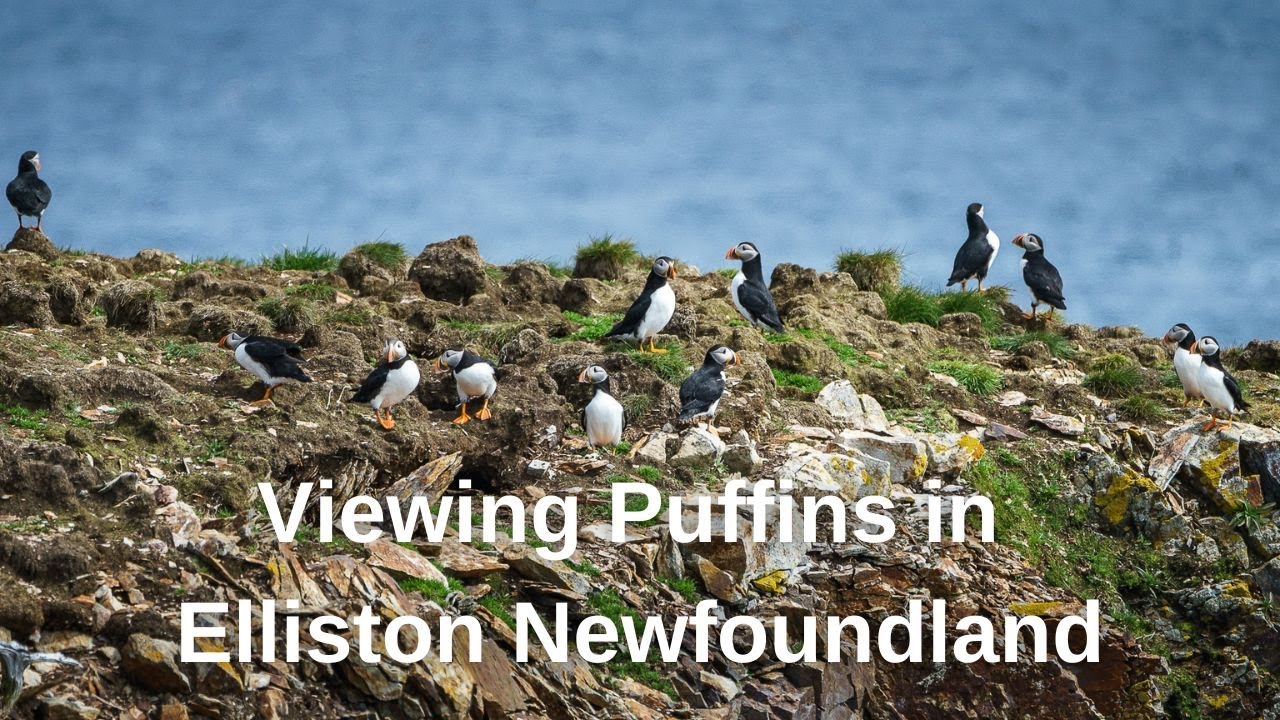 Discovering Newfoundland - Puffins in Elliston Newfoundland