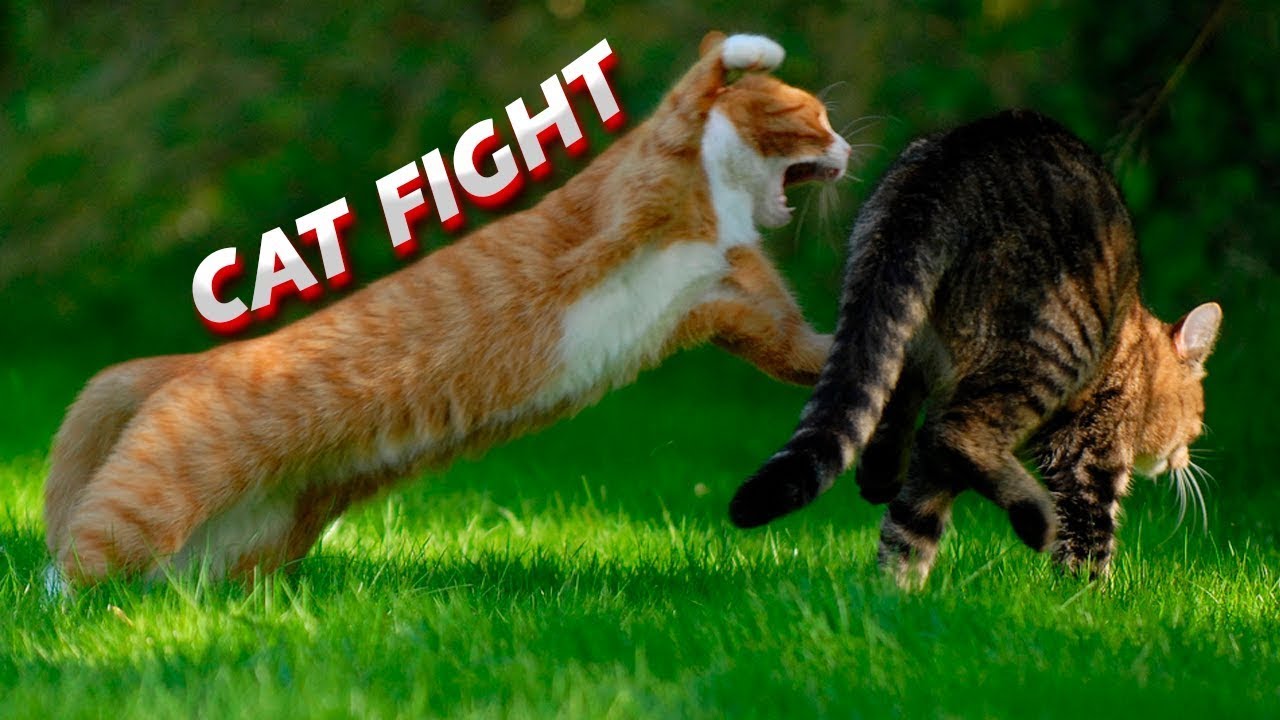 Звук коты дерутся