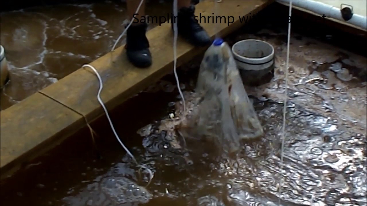 Video #25 Sampling shrimp in the 100 m3 Raceway 2 - YouTube