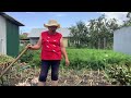 Убрала под чистую чеснок под названием Любаша Убрала под чистую чеснок под названием Любаша