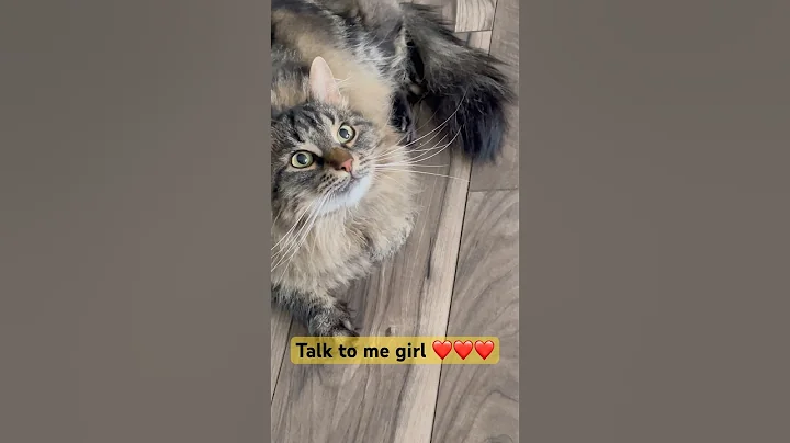 Watch the video about #dance Talk to me cause I am darn cute 🥰 #cats #siberian #ragdoll #funny