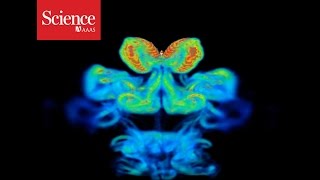 Tilting Motion Helps Butterflies Soar
