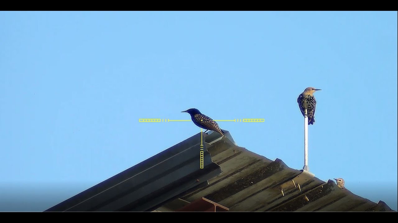 Dairy Farm Pest Control #58 with the FX Maverick