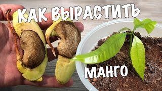 КАК ВЫРАСТИТЬ МАНГО ИЗ СЕМЕЧКИ. Выращиваем дома манговое дерево!