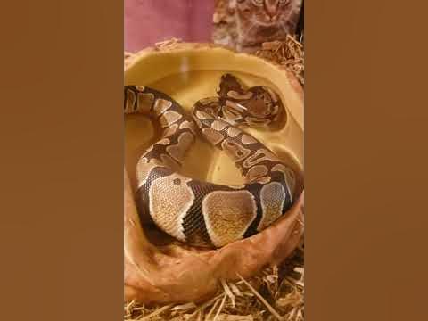 Swimming ball python drinking - YouTube