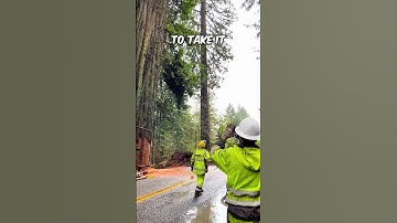 This 1,000 year old tree is being taken down 😢