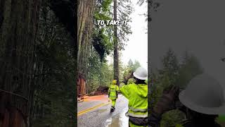 This 1,000 year old tree is being taken down 😢