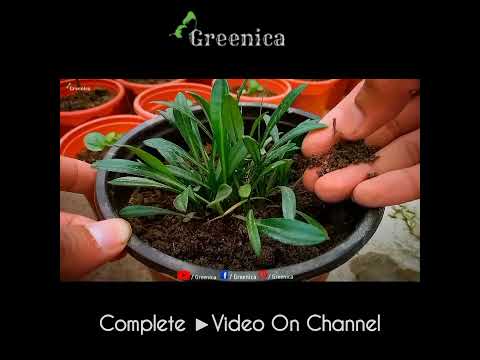 The Best Way To Water Gazania Flower Plants Greenica