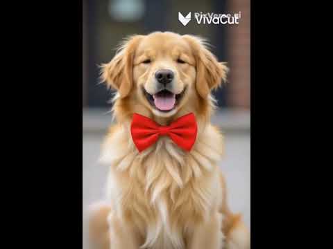 اجمل كلب ممكن تشوفه Puppy