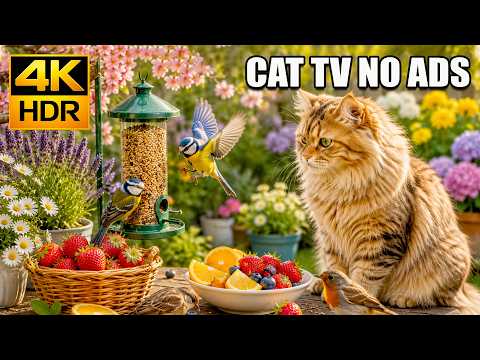 CAT TV NO ADS 🐦 Gentle Bird Paradise with Sunrise Glow 🌞😻 Relaxing Cat Entertainment