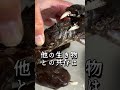 凶暴で攻撃的な巨大ガニ水槽にエビとかに入れたら意外な結末に！ #アクアリウム #捕食シーン #モクズガニ #川の生き物