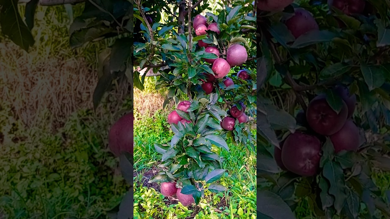 Traditional Grafting Secrets Apple Farmers Don’t Tell You 2025 