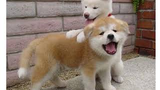 R2  中堅前小　特別な教育的支援を必要とする児童生徒の指導と対応