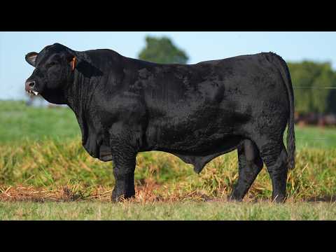 LOTE 029