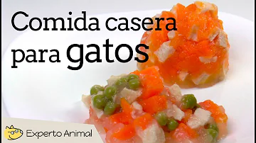 ¿Puedo alimentar a mi gato con pollo y arroz todos los días?