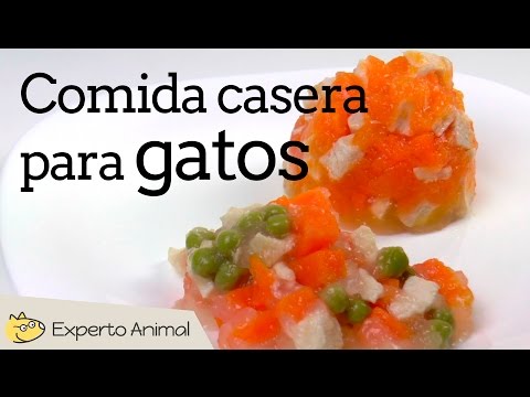 Comida de dieta para gatos