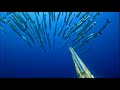 Spot paling dicari  surga bawah laut  spearfishing indonesia